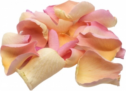Soft Pink Rose Petals